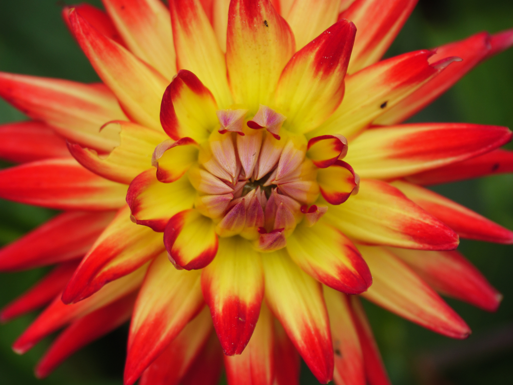 summer-time-in-a-garden-in-germany